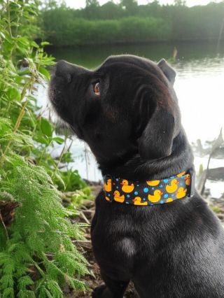 Ahoj, ja jsem Arthur a ano, živím se modelingem, ale kdybych za to nedostaval jidlo a mlsky, tak to hned položím😂🫣 #staffy...