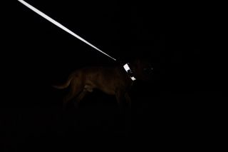 Reflexní prvky znovu. Tady vidíte, jak je vidět reflexní obojek a vodítko, když se od nich odrazí světlo. Moc dekujeme...